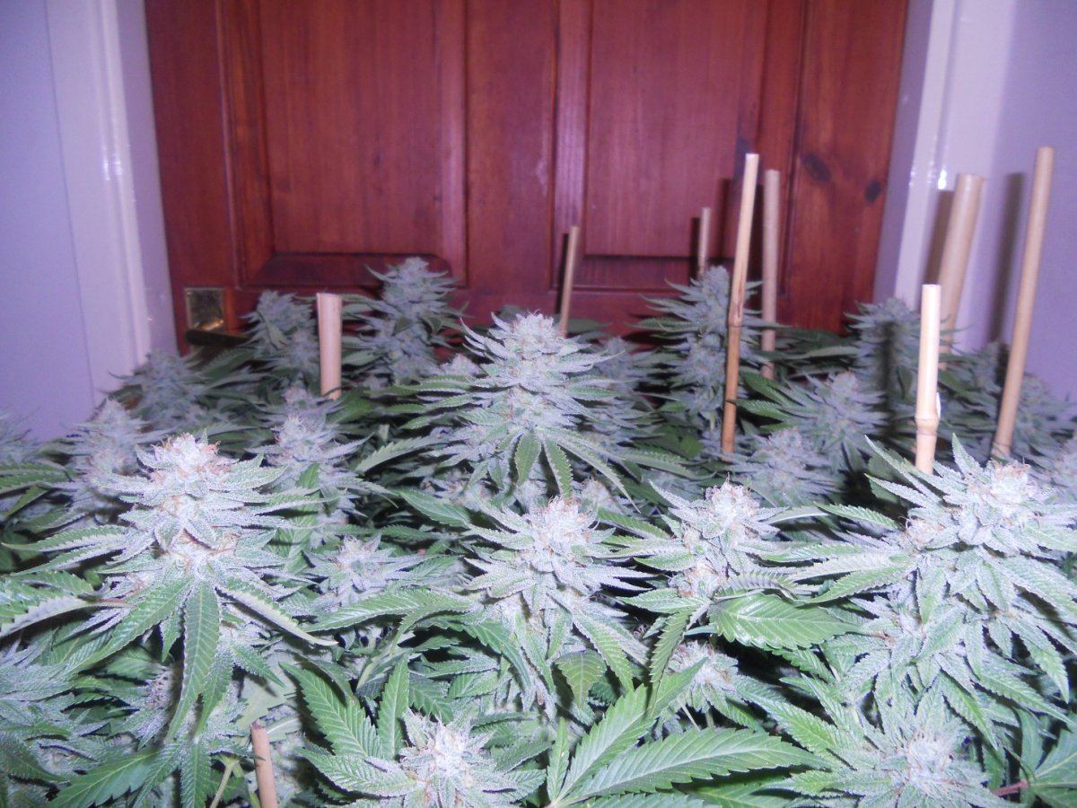 Some pics 013