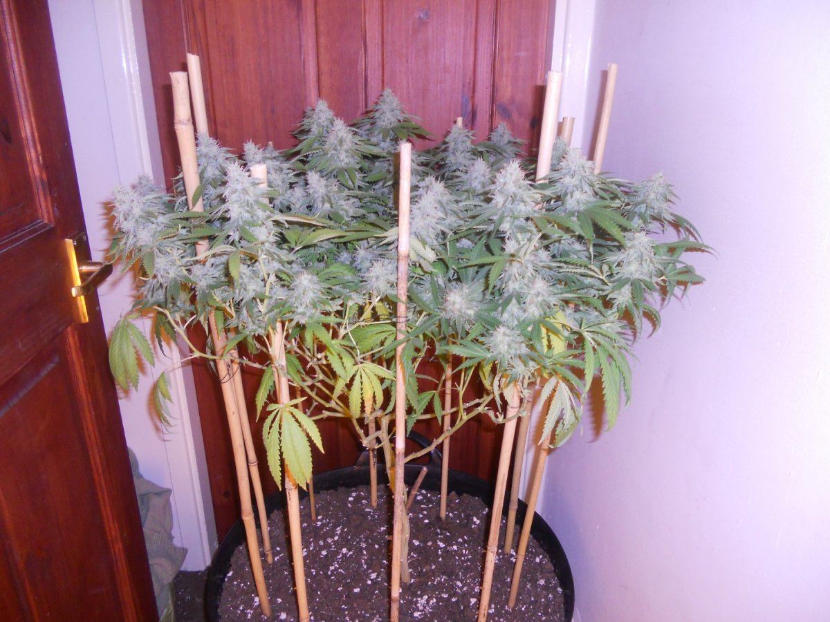 Some pics 015