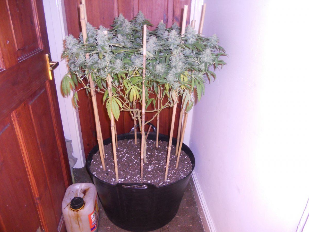Some pics 020