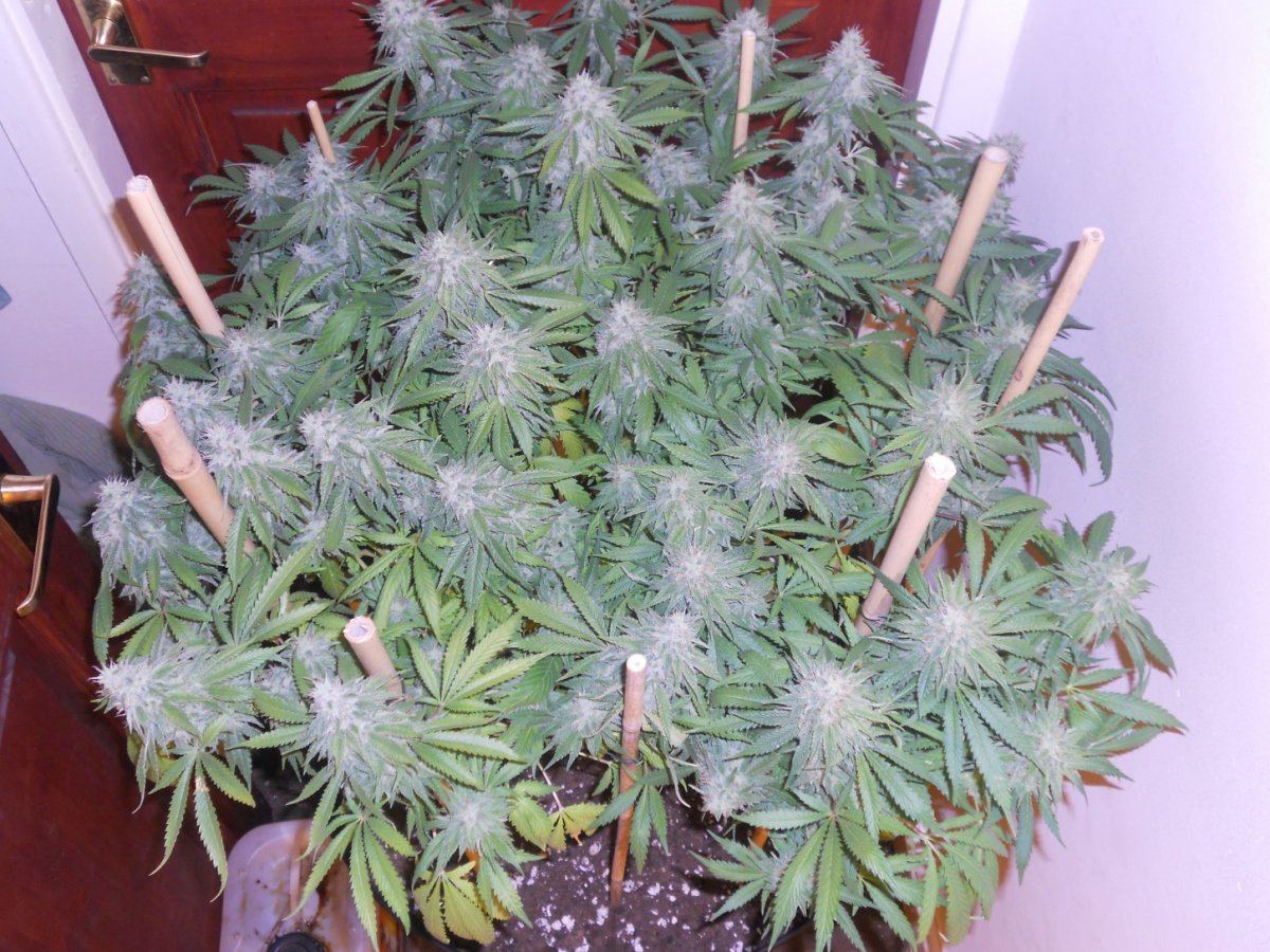 Some pics 022