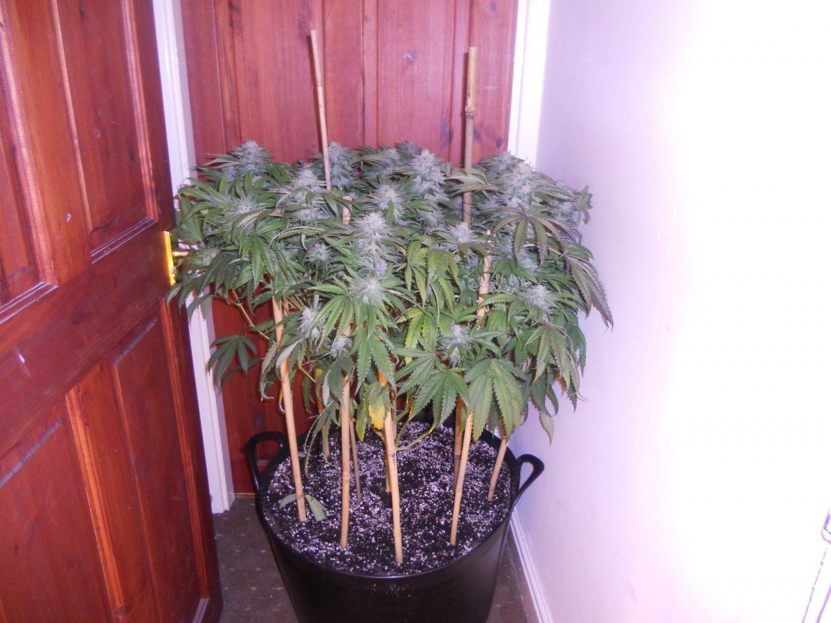 Some pics 023