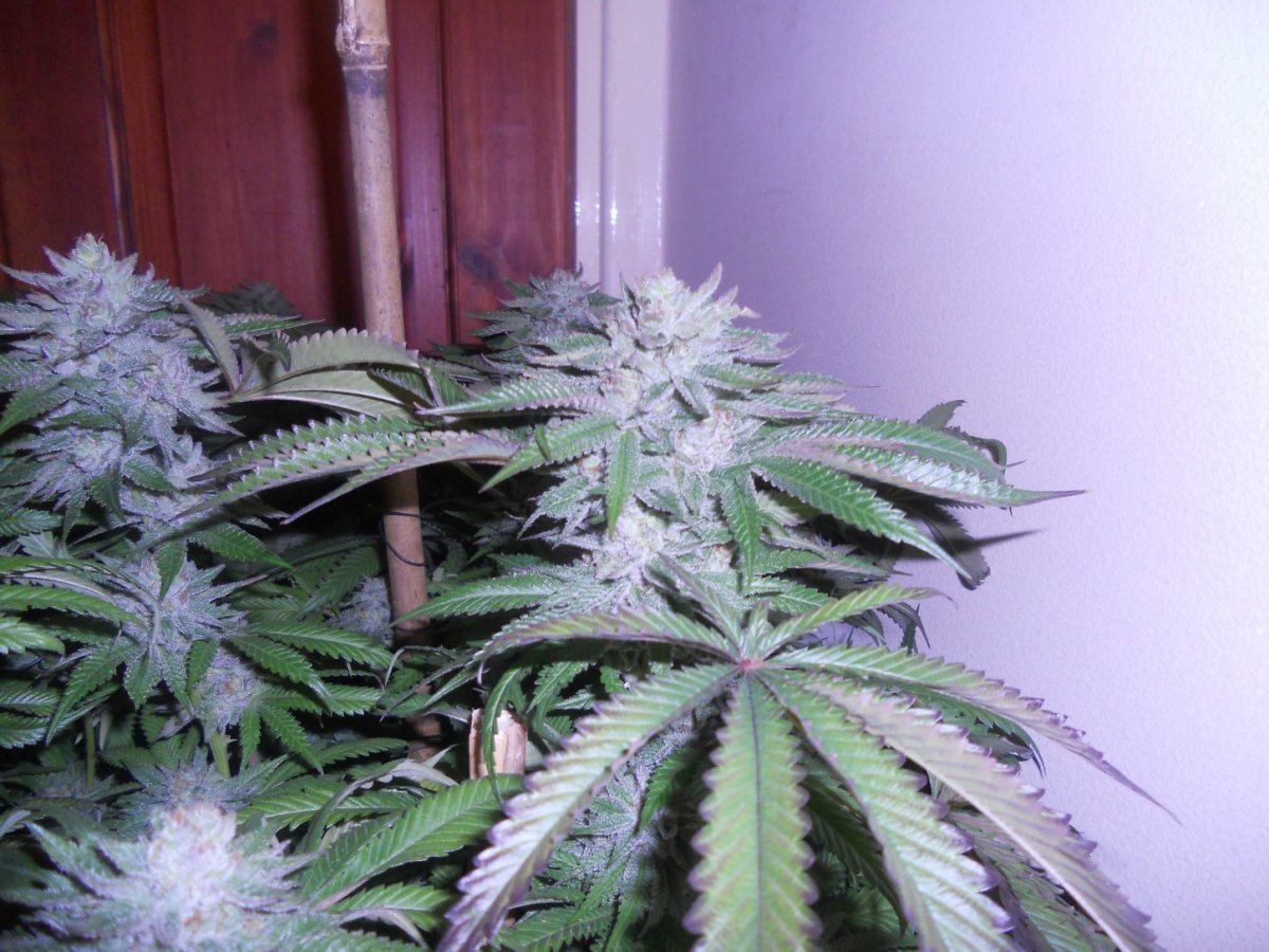 Some pics 027