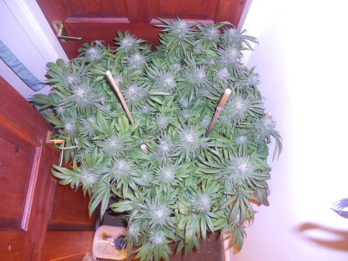Some pics 030
