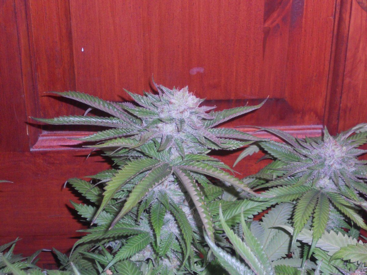 Some pics 036