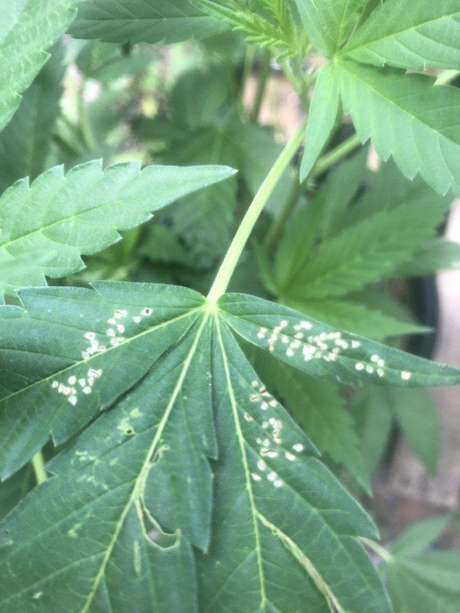 Some plants have little spots missing 5