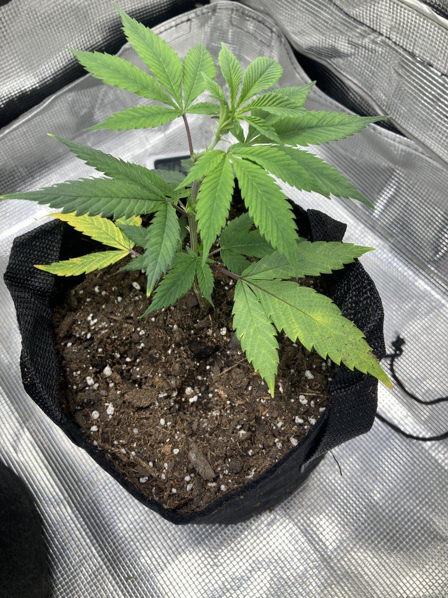 Some seedling early veg troubles 2