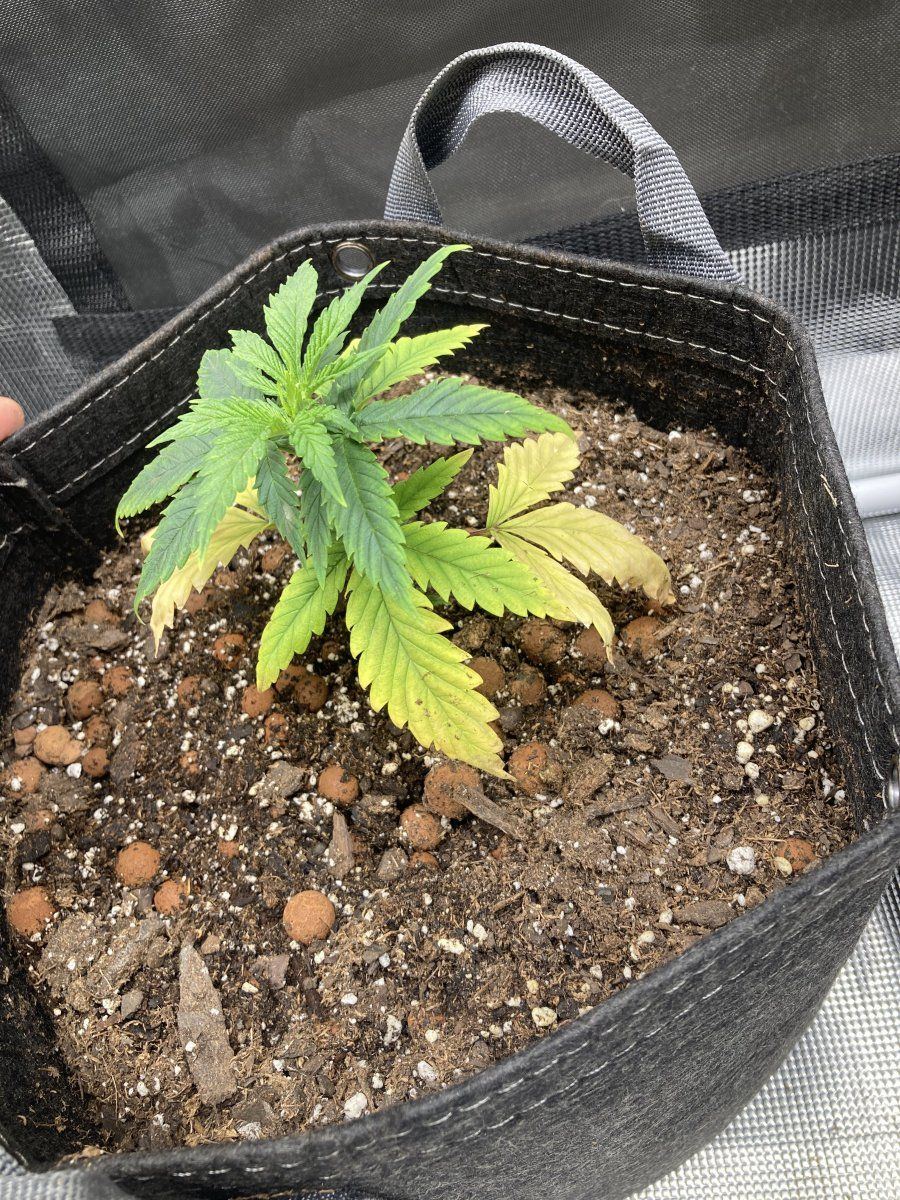 Some seedling early veg troubles 3