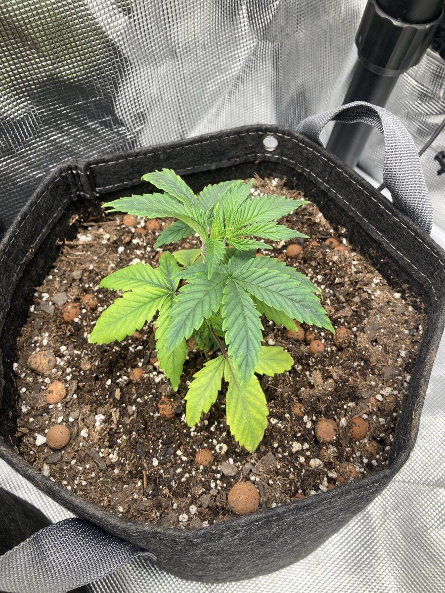 Some seedling early veg troubles 4