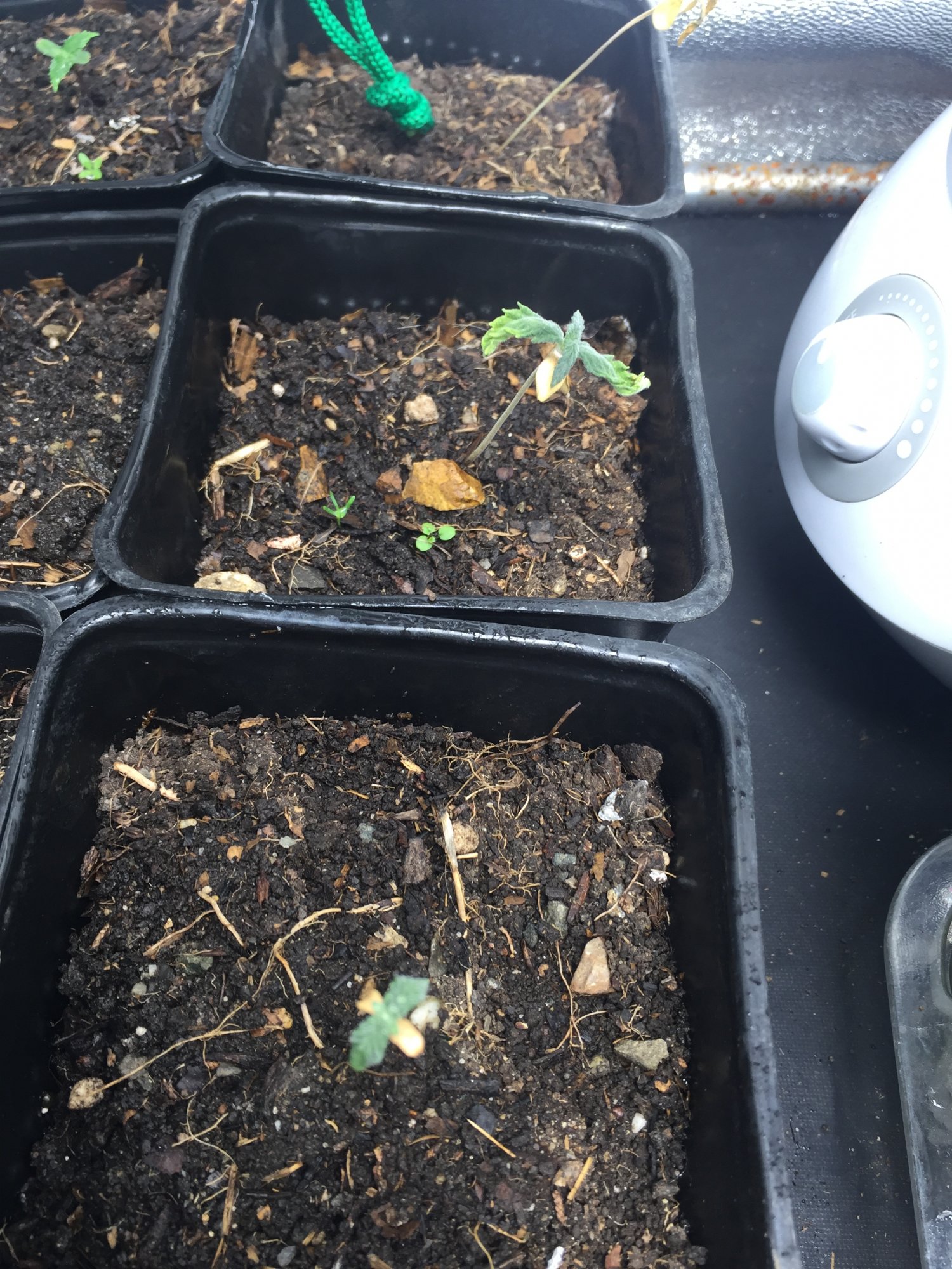 Some seedlings yellowing and or drooping 2