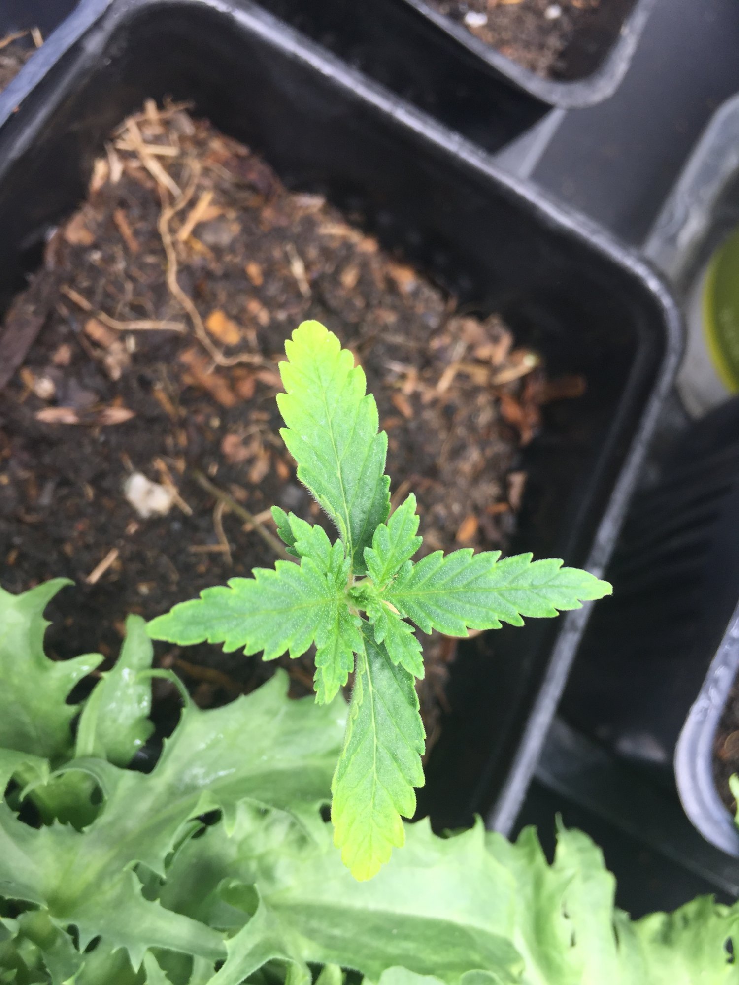 Some seedlings yellowing and or drooping 3