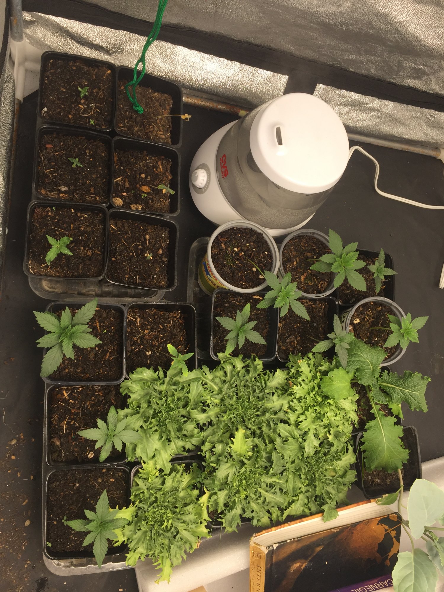 Some seedlings yellowing and or drooping
