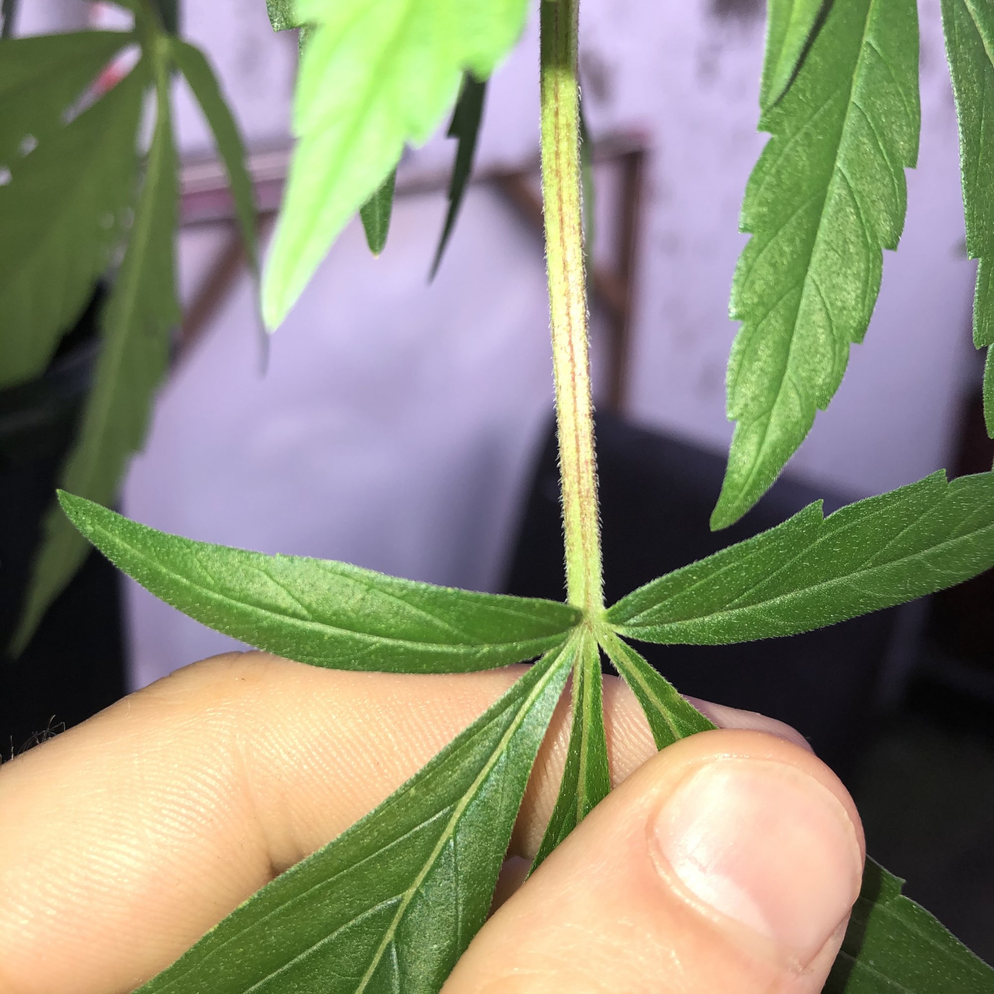 Some stems turning purple should i be worried 5