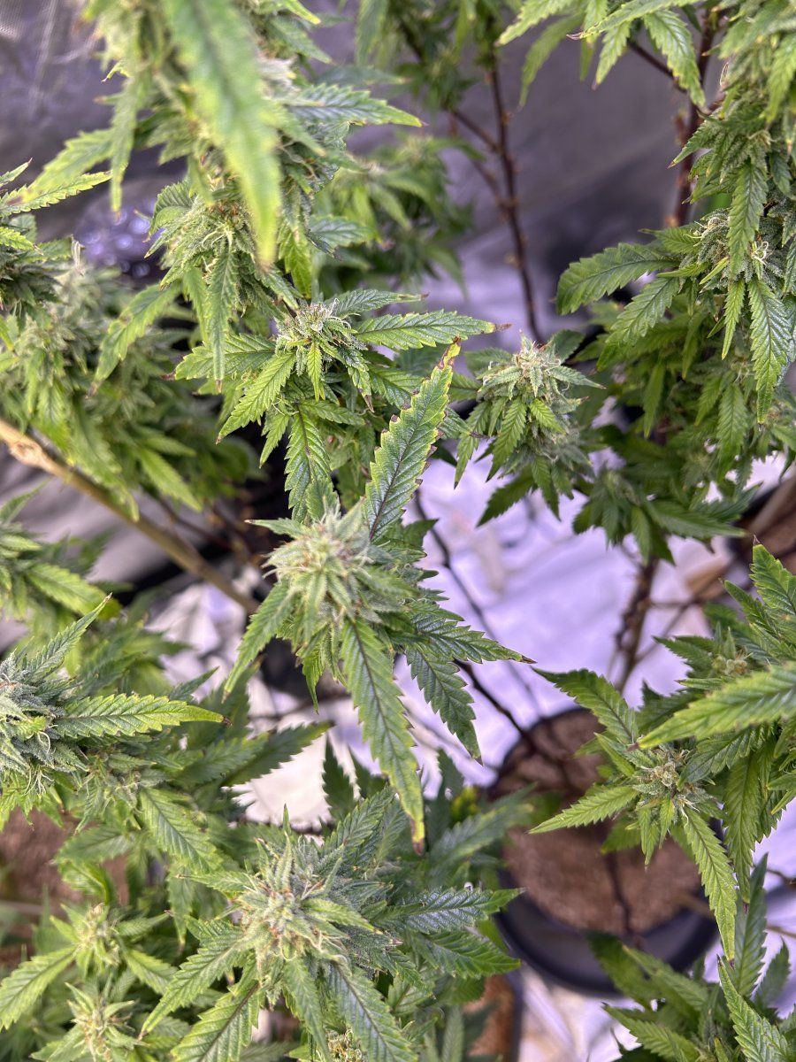 Some type of burn on a few of my plants 4