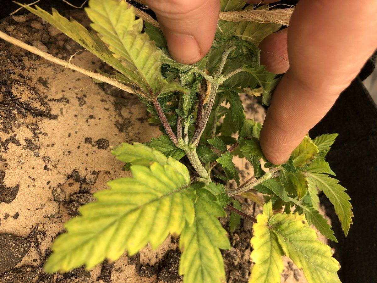 Some unknown problem by a new grower 2