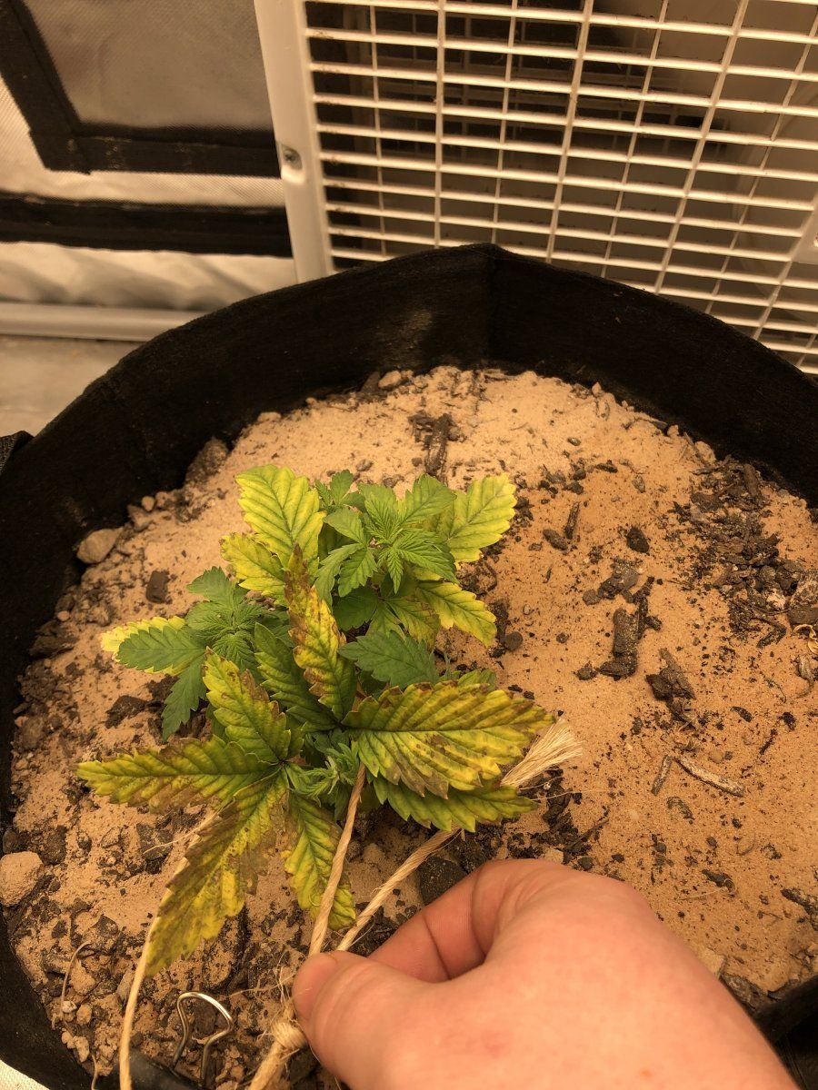 Some unknown problem by a new grower
