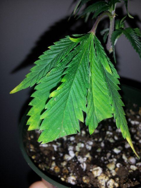 Someone diagnose plz
