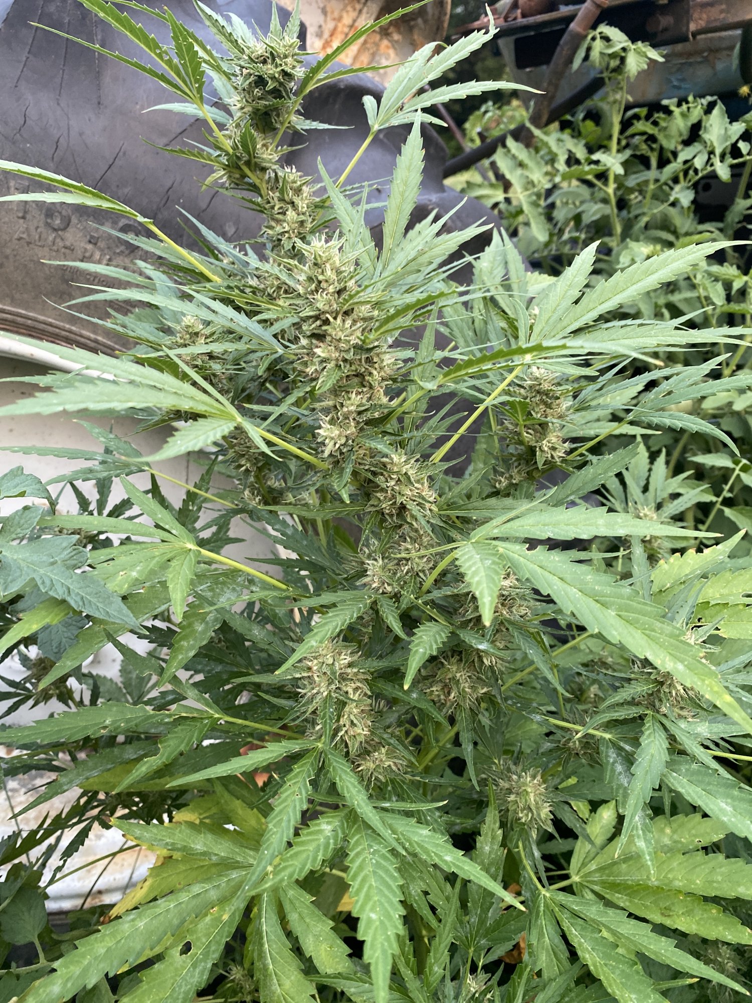 Someone please help me confirm that this is ready for harvest