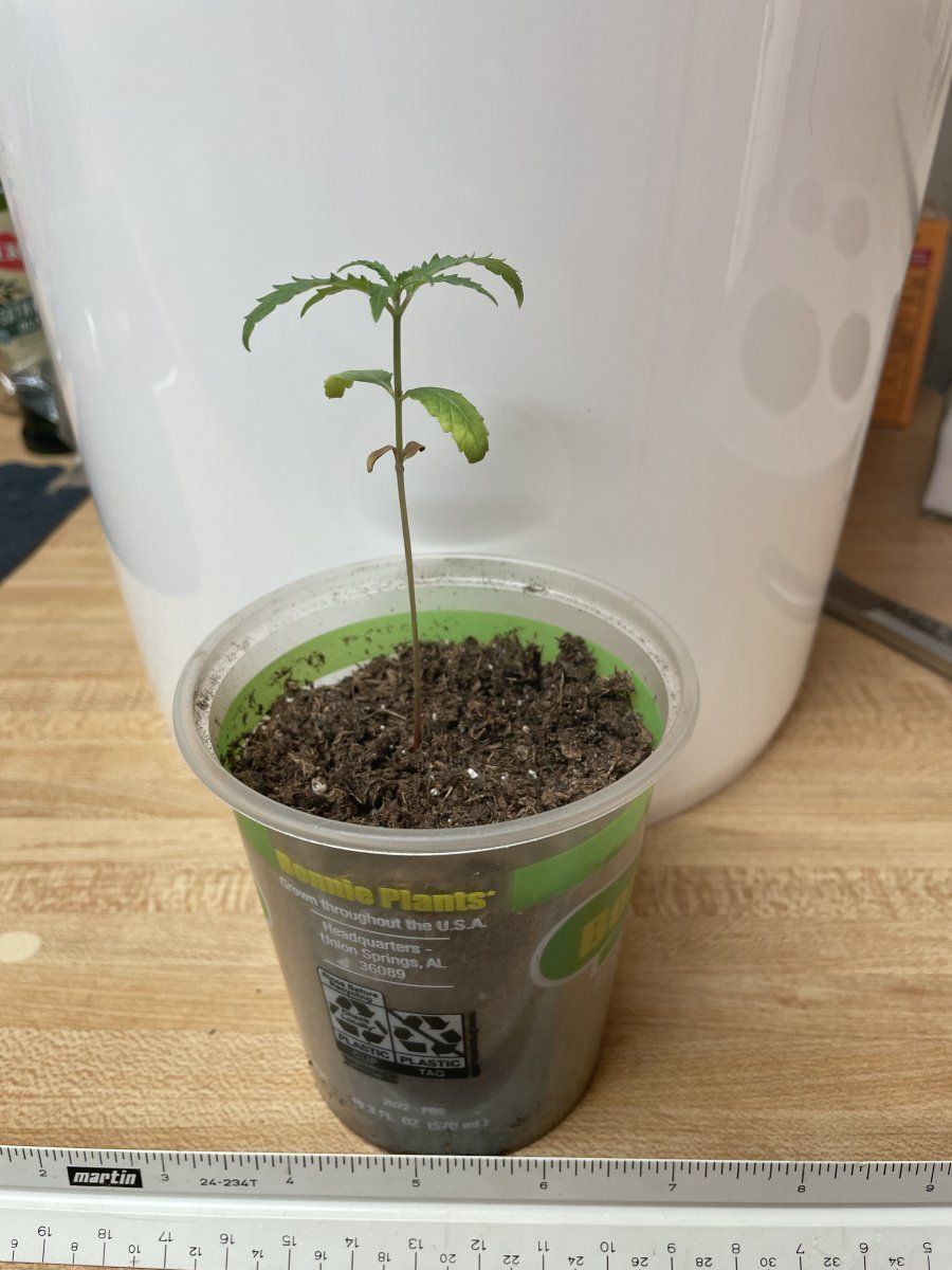Something isnt right my plant seems like it quit growing 2