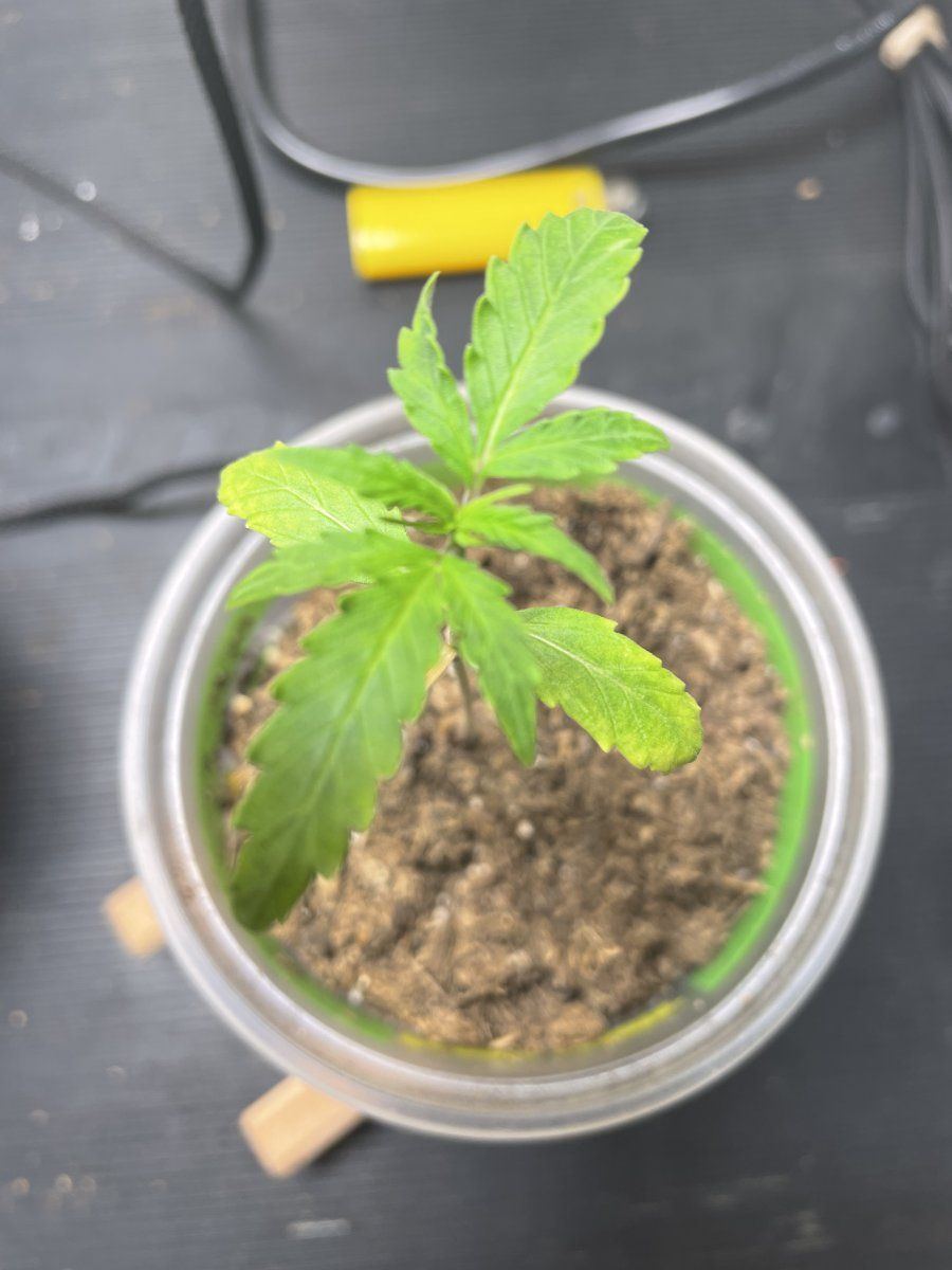 Something isnt right my plant seems like it quit growing
