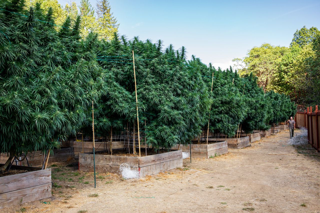 Sonder cannabis plots