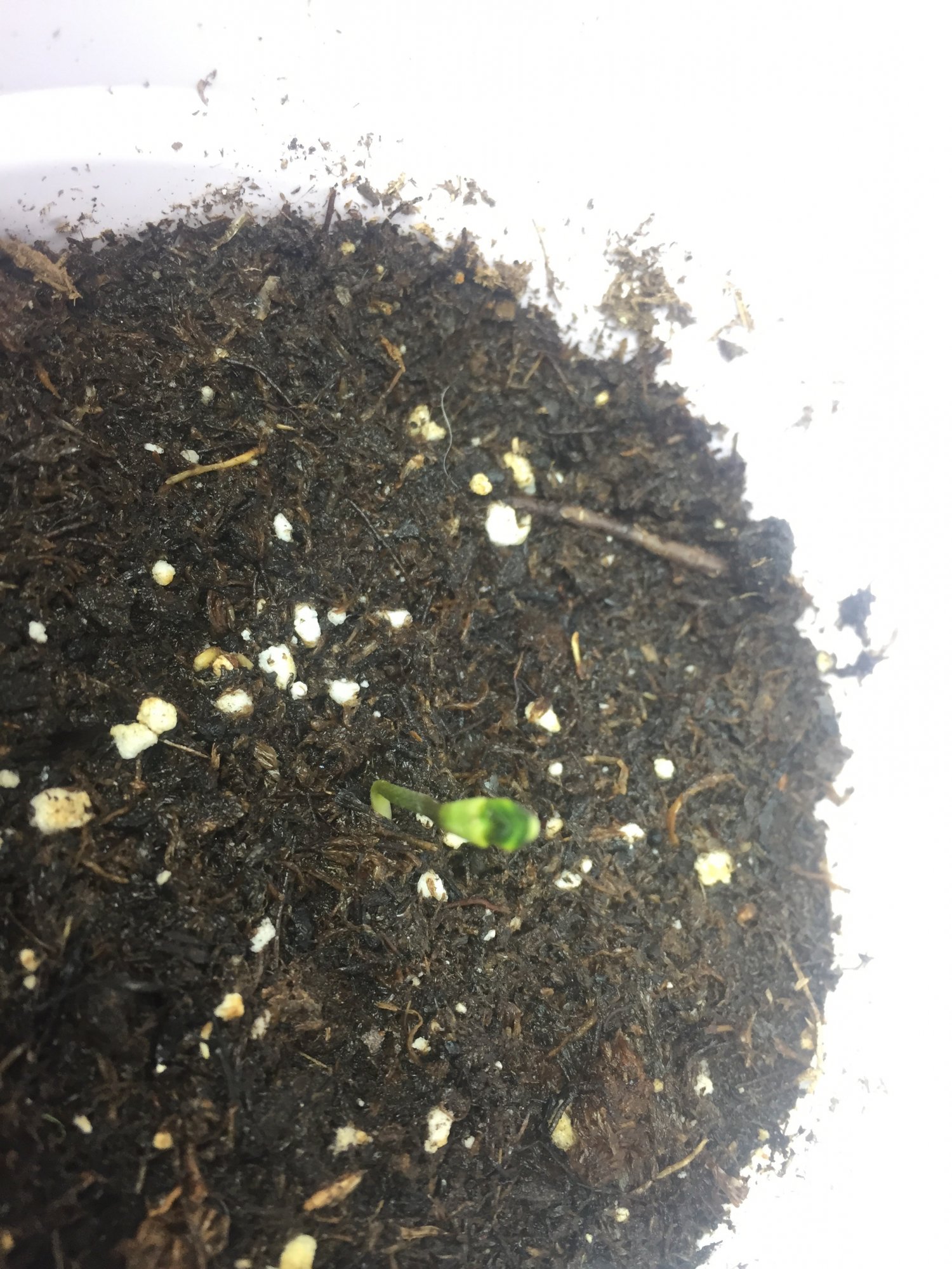 Sos seed cap fell off early