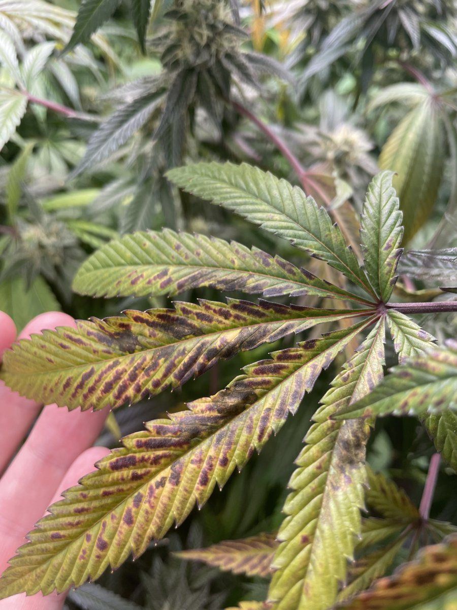 Sos   unknown deficiency is killing me 3