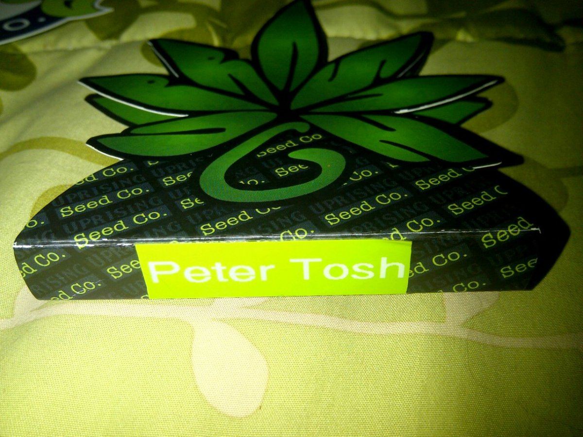 Soser  mr mojo uprising