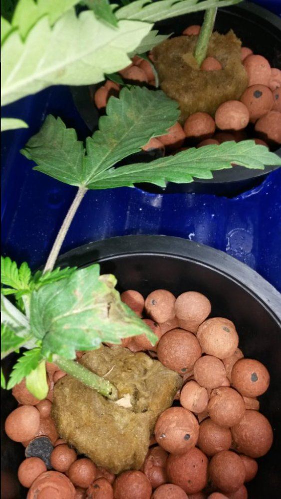 Sossosnew dwc grower needs root rot advice 3