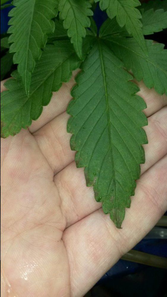 Sossosnew dwc grower needs root rot advice 4
