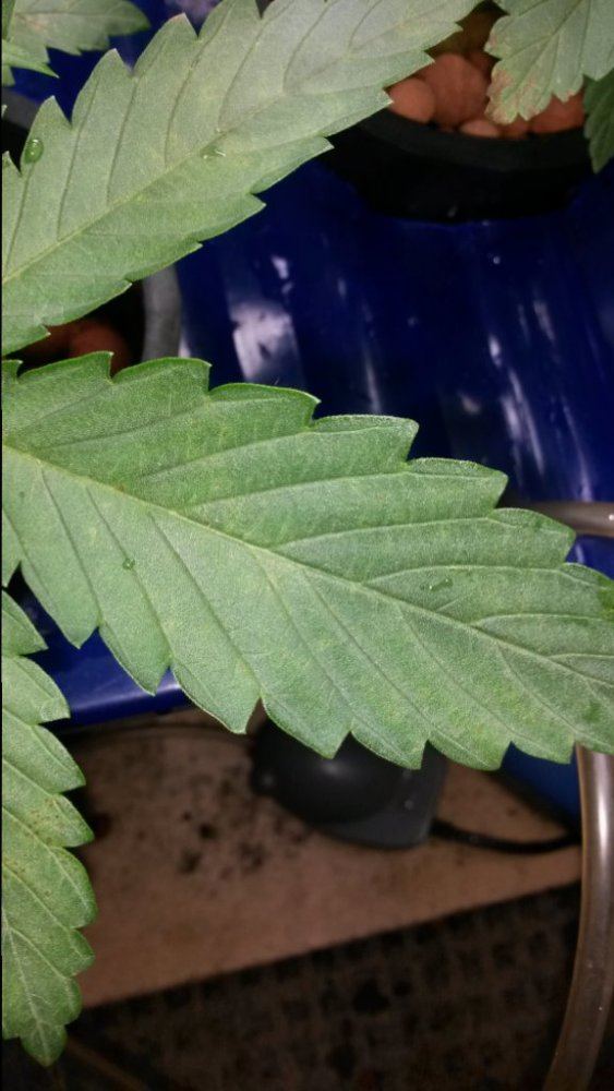 Sossosnew dwc grower needs root rot advice 5