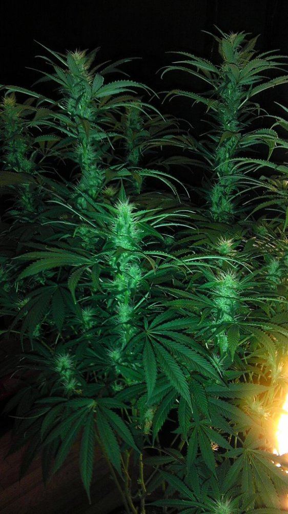 SOUR 2
