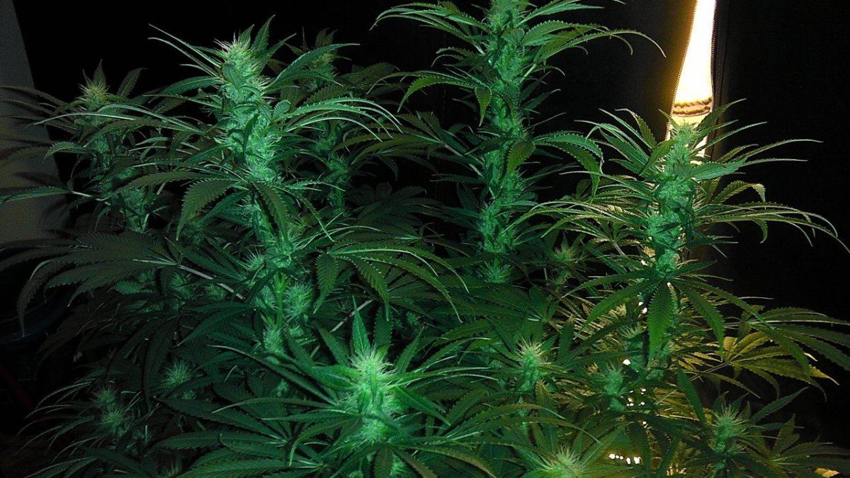 SOUR 3
