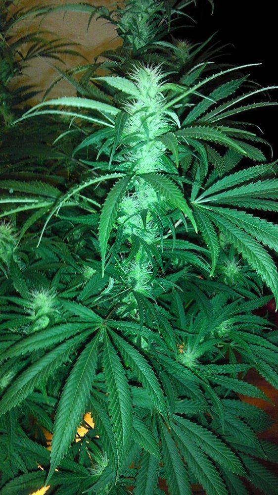 SOUR 4