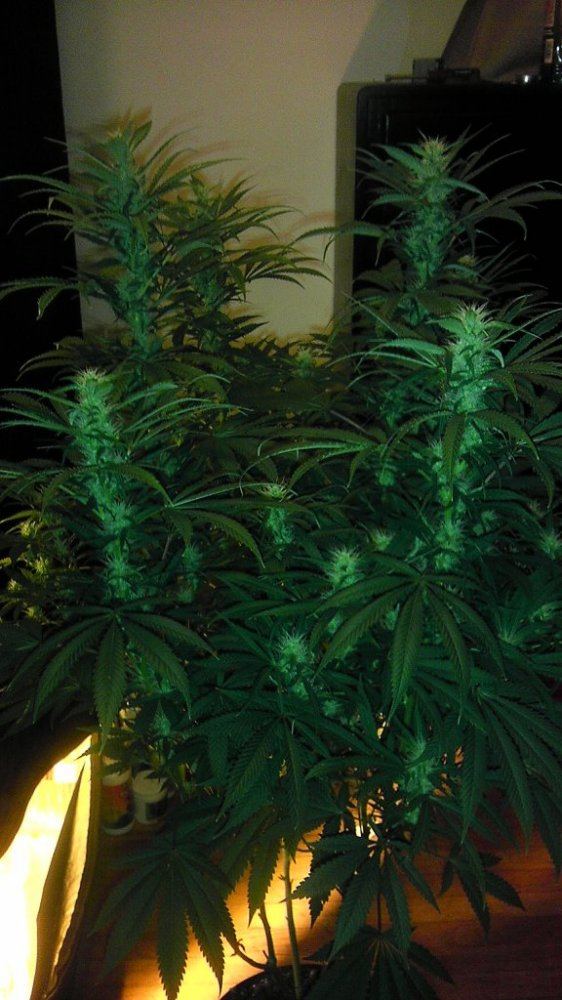 SOUR 5