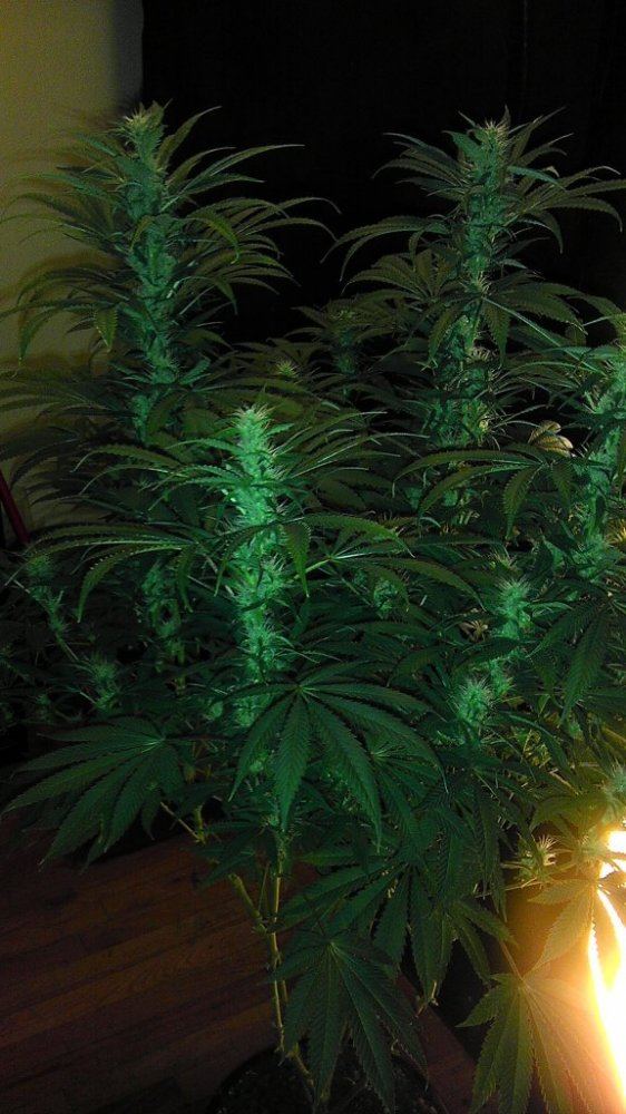 SOUR 6