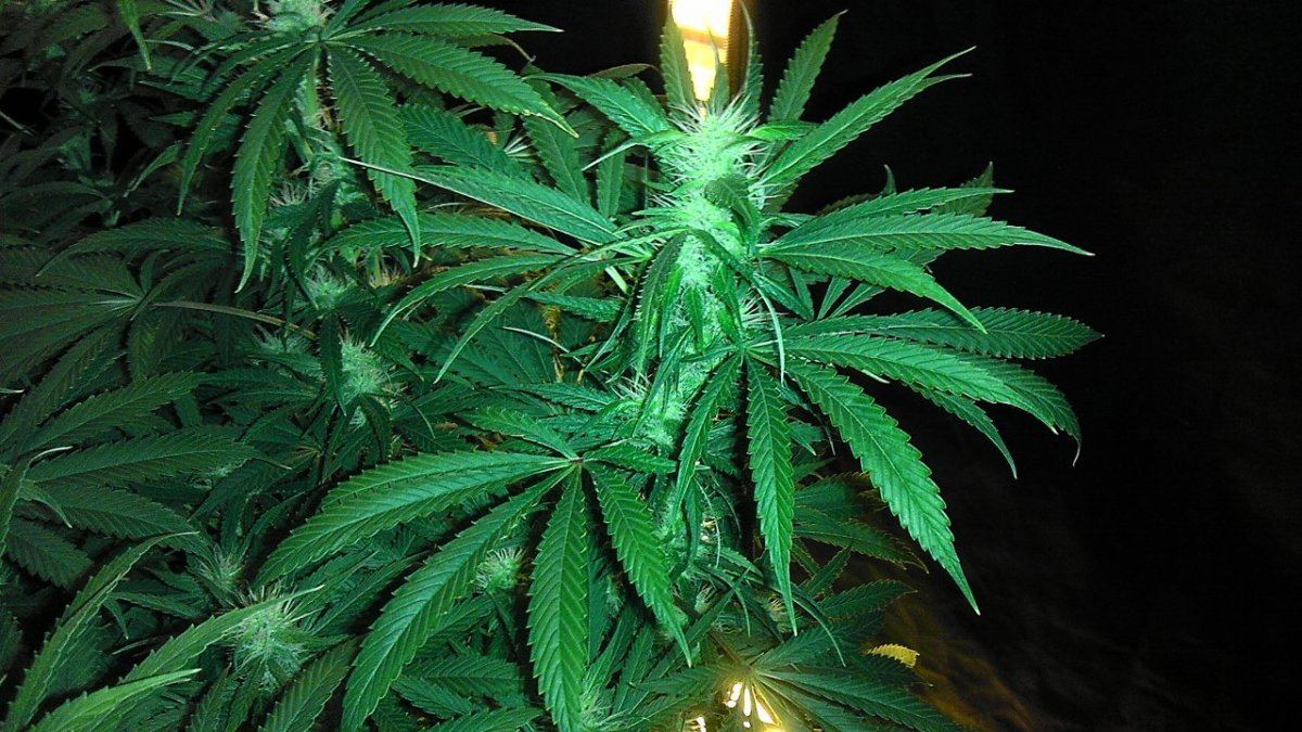 SOUR 7