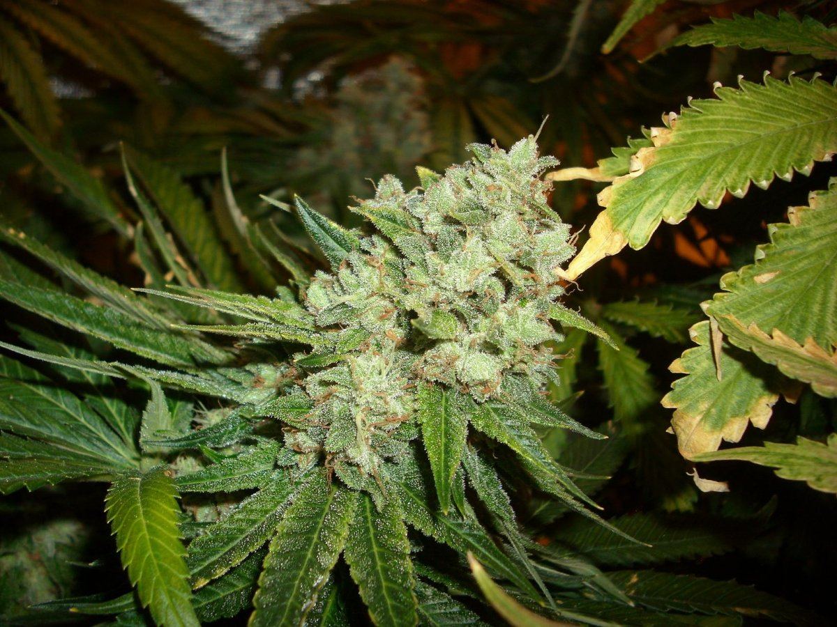 Sour Aliens 001