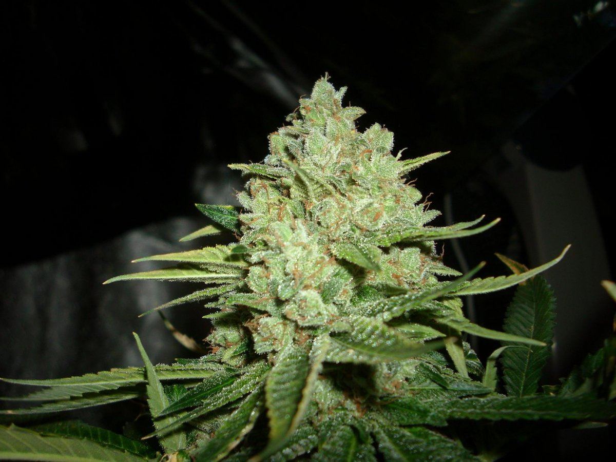Sour Aliens 001