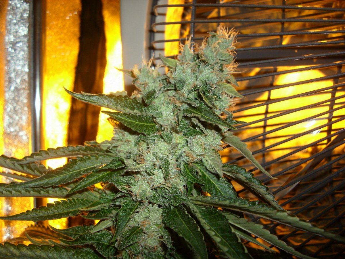 Sour Aliens 002