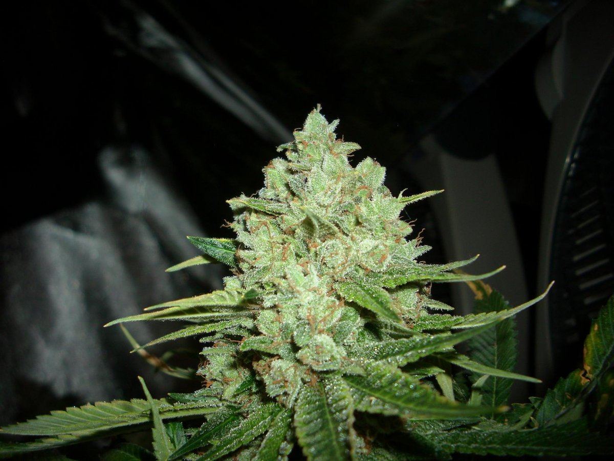 Sour Aliens 002