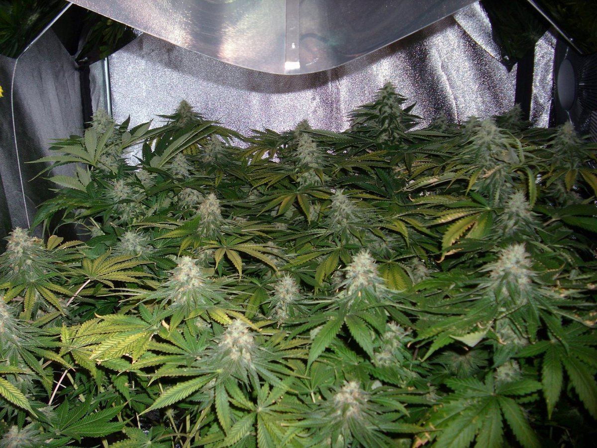 Sour Aliens 002