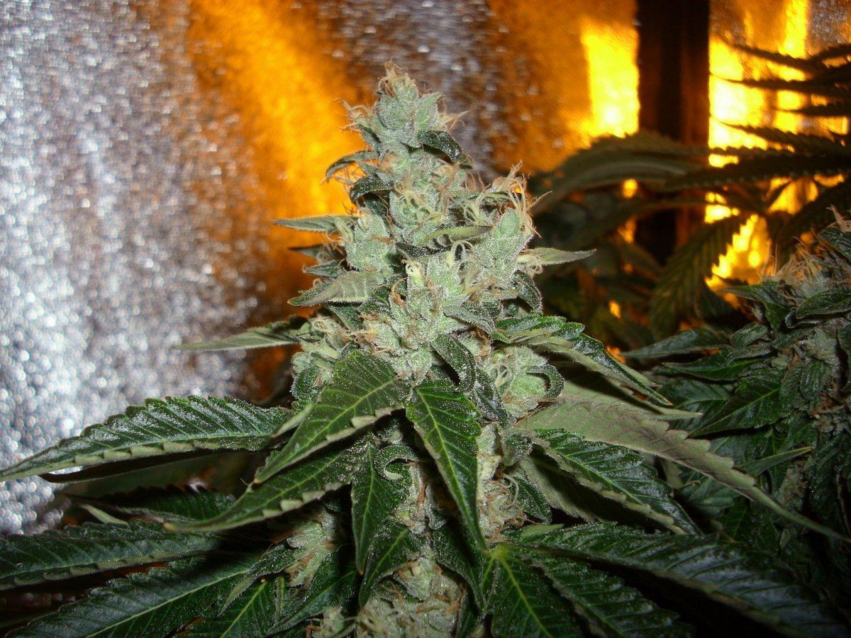 Sour Aliens 003