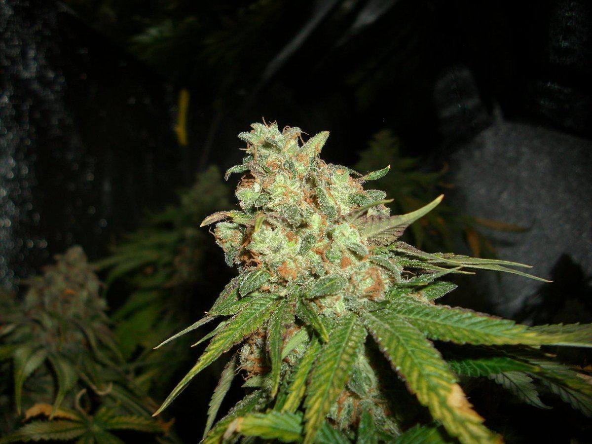 Sour Aliens 003