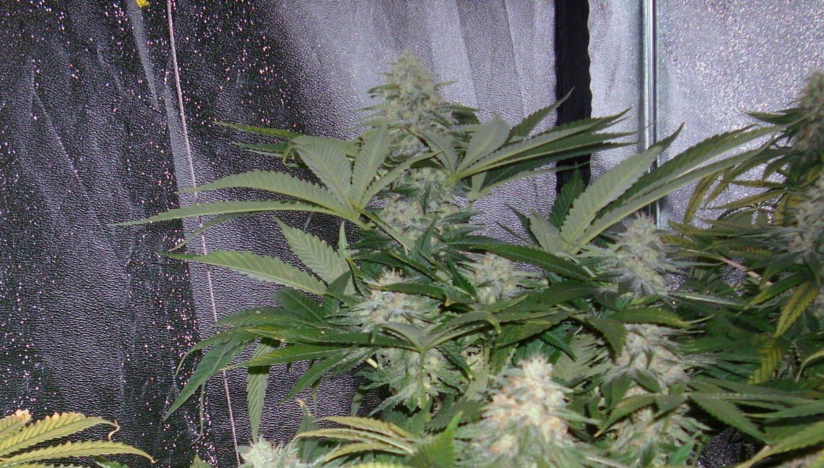 Sour Aliens 003
