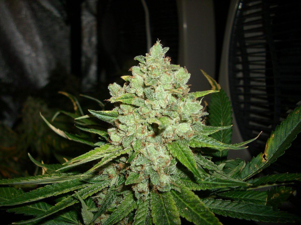 Sour Aliens 004