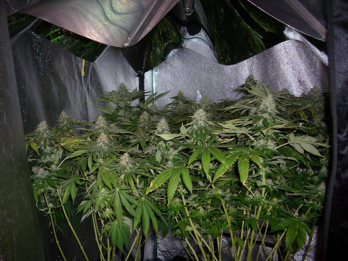 Sour Aliens 004