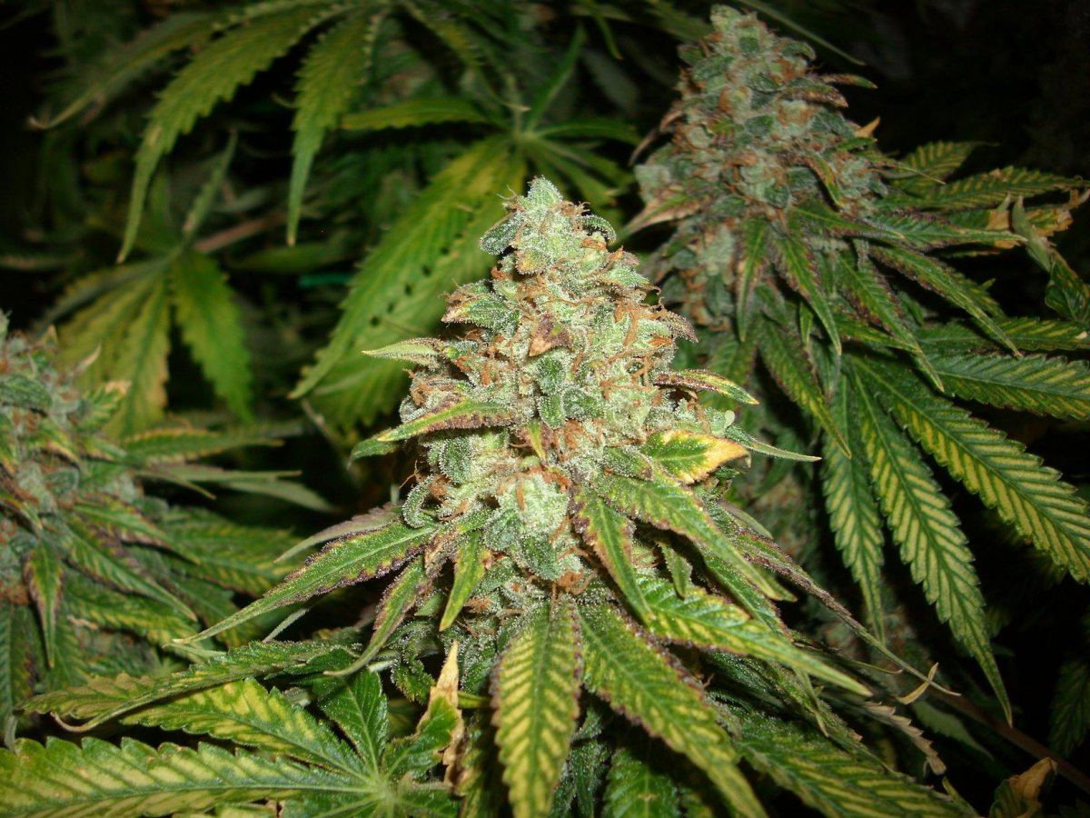 Sour Aliens 005