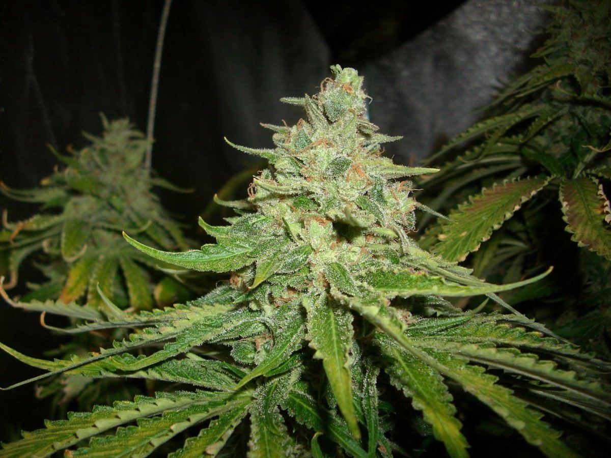Sour Aliens 006