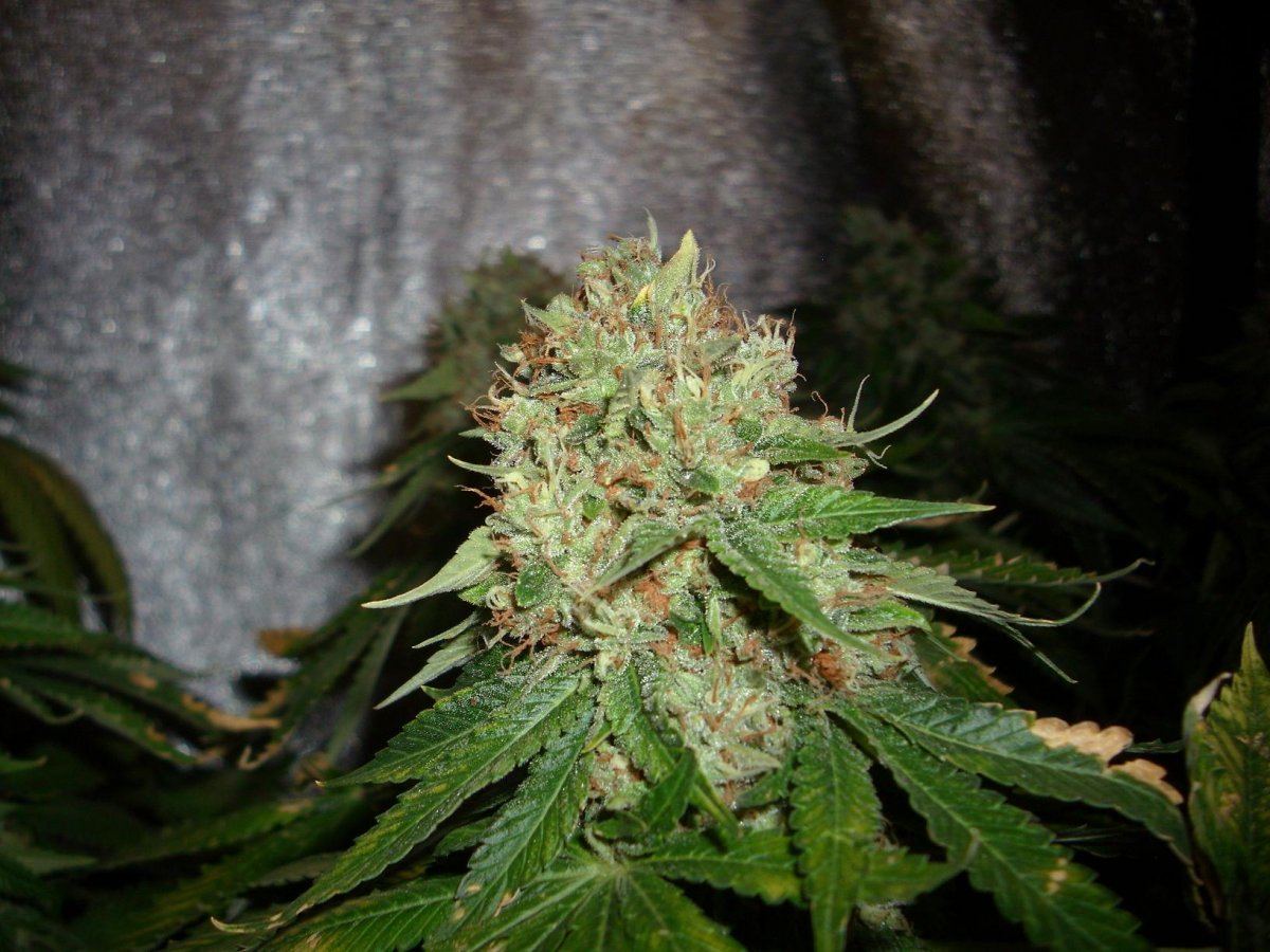 Sour Aliens 007