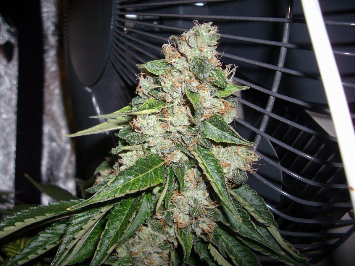 Sour Aliens 008